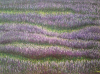 Purple Harvest-Lavandula